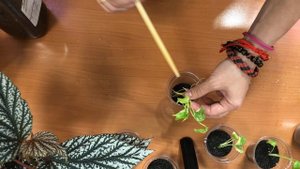 Как работать с клонами (монстера тайское созвездие) (часть 2)