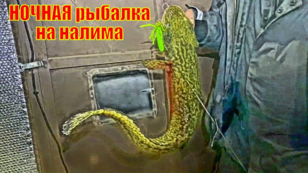 НОЧНАЯ рыбалка на налима