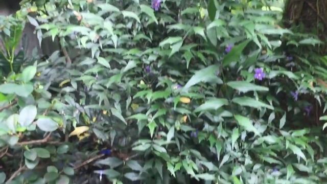 Pamamasyal sa halamanan Part 2 смотреть онлайн