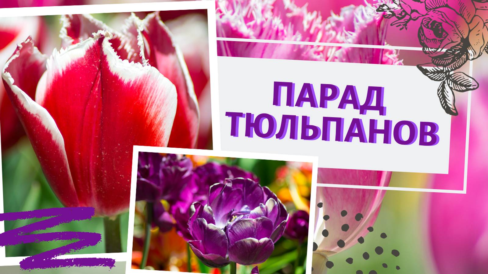 Парад тюльпанов. Райское место! Никитинский ботанический сад. Ялта. Крым