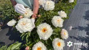 Eskimo Pie peony. Эскимо Пай пион. Пулков сад