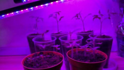 Какое расстояние от фитолампы до рассады