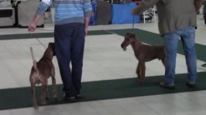 Ирландские терьеры : белые ночи  1  2014