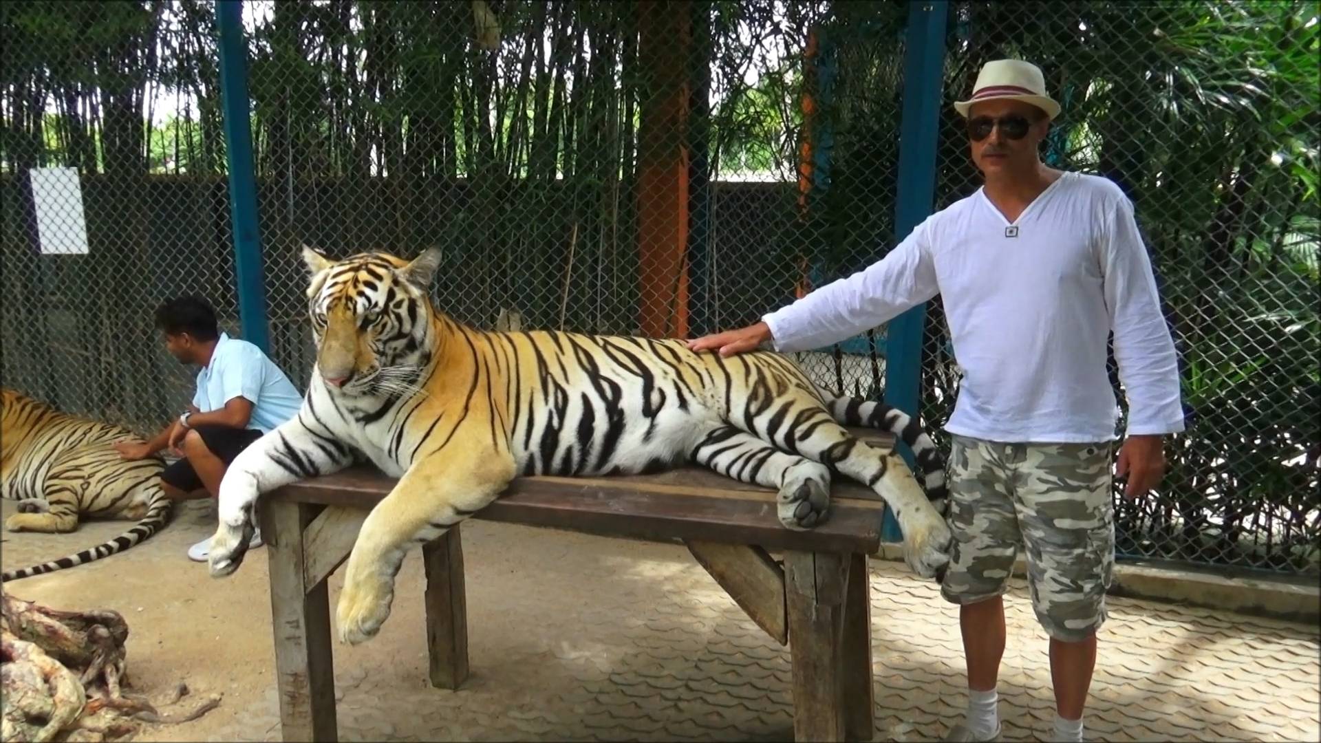 Паттайя. Тигровый парк - Tiger Park. Маленькие и большие тигры.Фотосессия.Сафари парк .