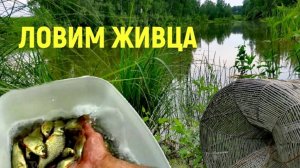 Ловлю живца. Один из способов. Набилось полведра в корчажку!