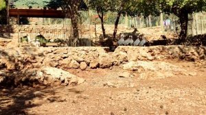 ANTALYA ZOO обзор ноябрь 2021 год хороший дешевый зоопарк в Турции с зоной для пикника