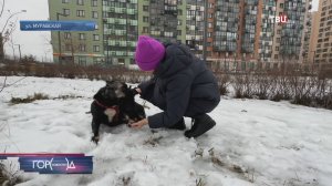 Жители района Митино спасают бездомную собаку Альму / Город новостей на ТВЦ