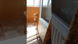 Русский той терьер Джессика бегает туда сюда и загарает на солнышке и хочет на улицу очень мило🐕❤