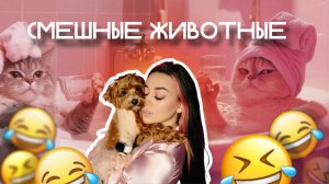 Подборка смешных животных / Выпуск #2