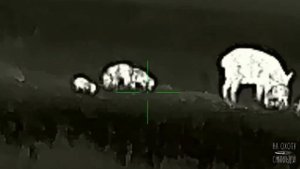 🐗 Тепловизор незаменимый помощник на охоте | Охота с Матильдой