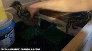 ❗❗❗ВЫВОД СТРАУСЯТ ❗❗❗ / ПЕРВОЕ КОРМЛЕНИЕ / ПРОПОЙКА