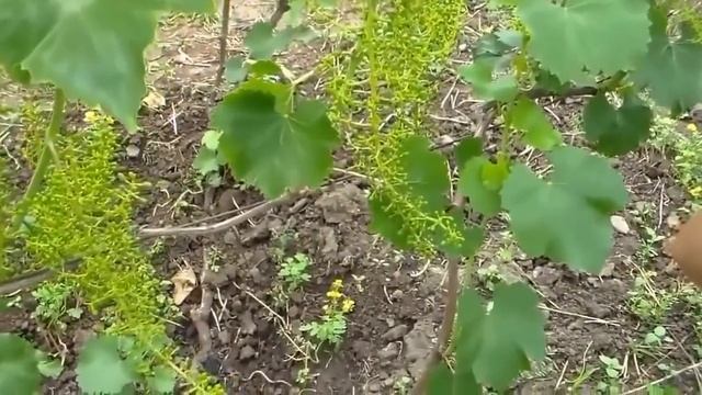 Нормирование гроздей на винограднике. смотреть онлайн