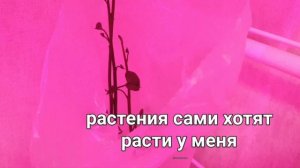 Как помочь? Батат очень хочет расти.