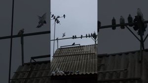 голуби