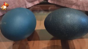 Яйца Эму проверяем на оплод звуком и покачиванием на стекле 😂 и руки дрожат, и глаз не видит 🥚🥚🤗