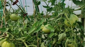 Томаты Пудовик и Лентяйка для раннего урожая. Что получилось?