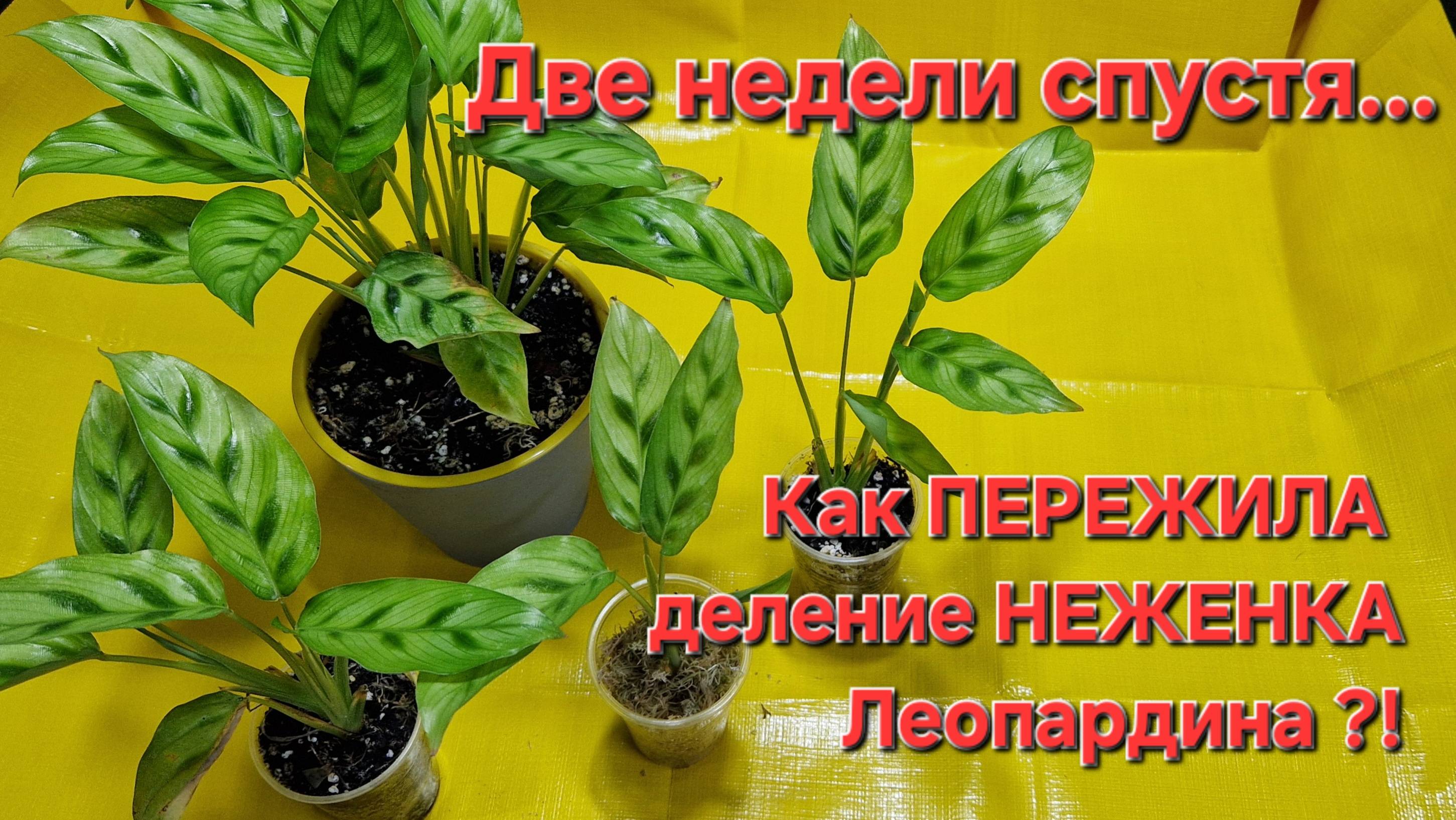 Чем обернулось для калатеи ЖЁСТКОЕ ДЕЛЕНИЕ. Калатея Леопардина