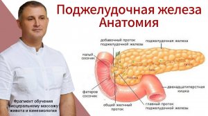 Поджелудочная железа. Анатомия. Фрагмент обучения массажу живота и кинезиологии