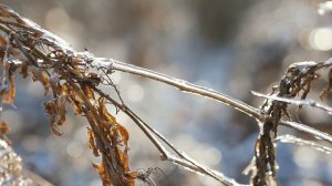 6265427-hd_1920_1080_25fps