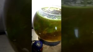 Промежуточный результат эксперимента с теодоксусами