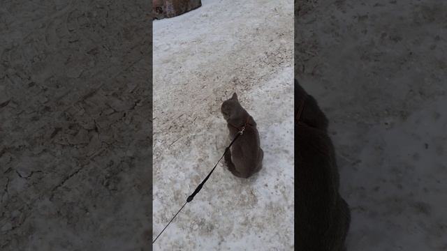 Прогулка кота Тишки.
