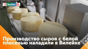 Производство сыров с белой плесенью наладили в Вилейке