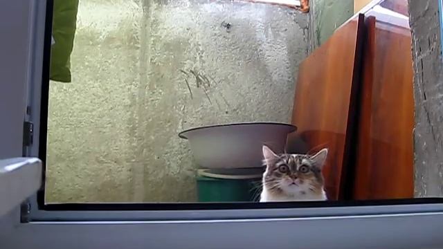 Кот, который спалил ТЕБЯ,но сам не спалился)) смотреть онлайн