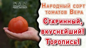 Чудо-сорт Вера — мясистый, замечательный томатный вкус… Мичурин-томаты, Елена Храмушина