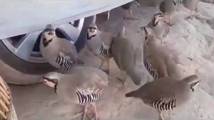 keklik sesi кеклик ферма