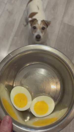 Теперь у нас тоже есть яички 😂🐶🥚😊