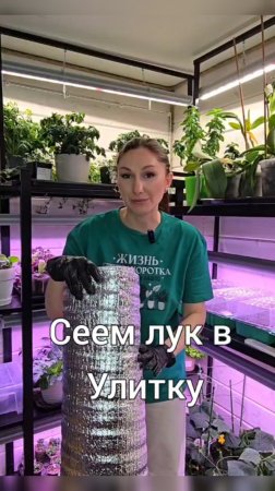 Посев лука в улитку.