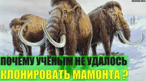 Почему учёным не удалось клонировать мамонта?