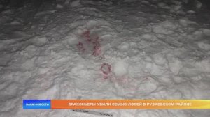 Браконьеры убили семью лосей в Рузаевском районе