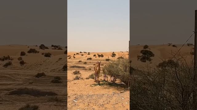 До концаНападение верблюда  Дубай - РАСЭЛЬХАЙМА дикий караван Верблюдов #животные #верблюд #travel