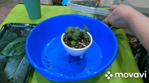 КОМНАТНЫЕ РАСТЕНИЯ(ЦВЕТЫ).НОВЫЕ ГОРШОЧКИ С,WB.ПЕРЕСАДКА КАМНЕЛОМОК.