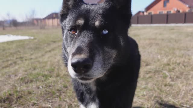 Начал делать забор, волк гуляет по участку, вызвали кадастрового инженера, заказал песок и щебень смотреть онлайн
