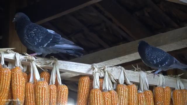 Harvest Banana Flowers to Sell at the Market - Prepare Banana Flower Salad to Eat | Trieu Mai Huong.