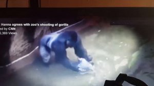 Gorilla Haramble drags child at Cincinnati Zoo 2016