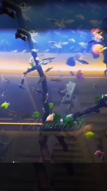 Дискусы GloFish Барбус Денисони Радужница Боэсмана