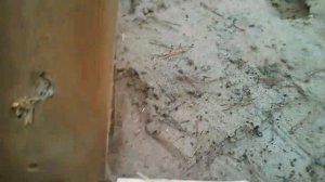 Впо 209 Экспансивность пуль СП13, Кион13, ФМЖ, калибра 366 ТКМ