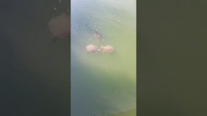 Castival Hotel 5* (бывший La Grande) обзор отеля Турция Сиде