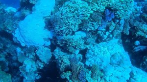 Коралловые рифы Хургады: Отель с рифом. Погружение в Подводный мир Красного моря! Jaz Coraya Обзор.