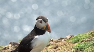 11939618_1920_1080_25fps