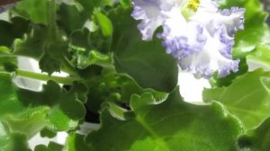 Нежное цветение сортовой фиалки Partly Cloudy.Описание,сортовые признаки и особенности.