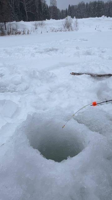 Раздача окуня на деревенском пруду смотреть онлайн
