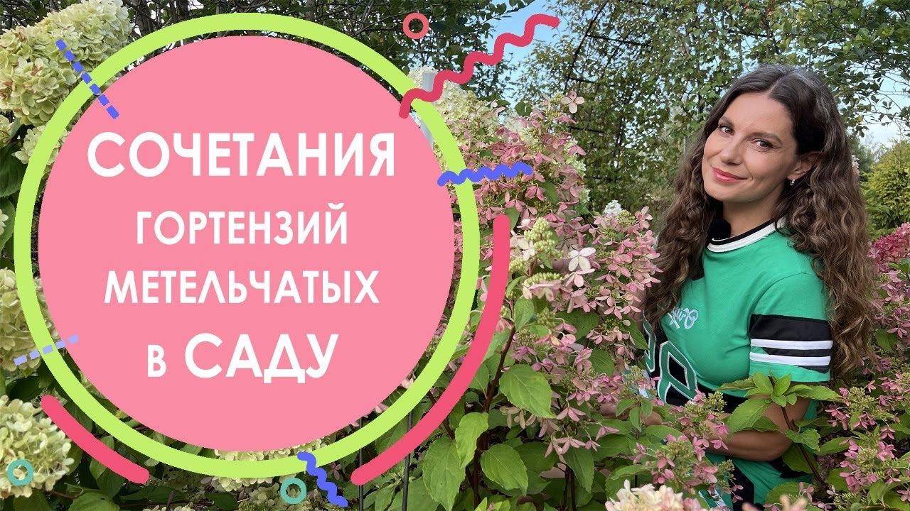 Сочетания гортензий метельчатых в саду