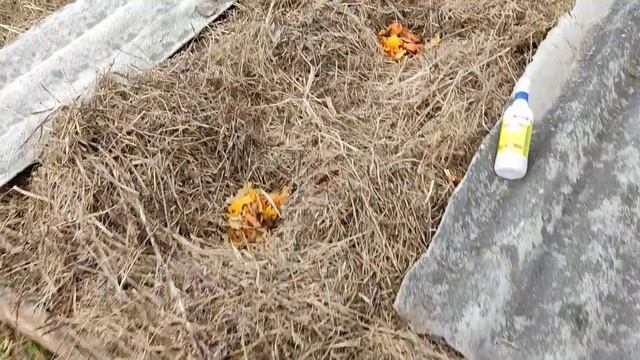 Ферментированное УДОБРЕНИЕ!