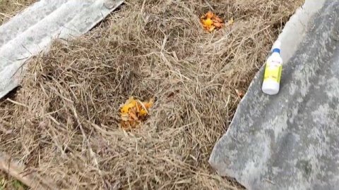 Ферментированное УДОБРЕНИЕ!