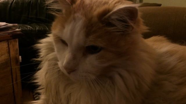 Cat Reacts To Oh Long Johnson Video смотреть онлайн