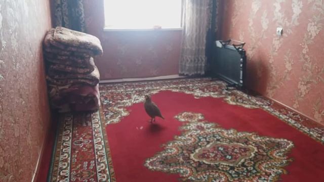 13 февраля 2022 г. смотреть онлайн